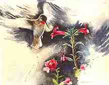 Hummingbird with Monkey Flowers